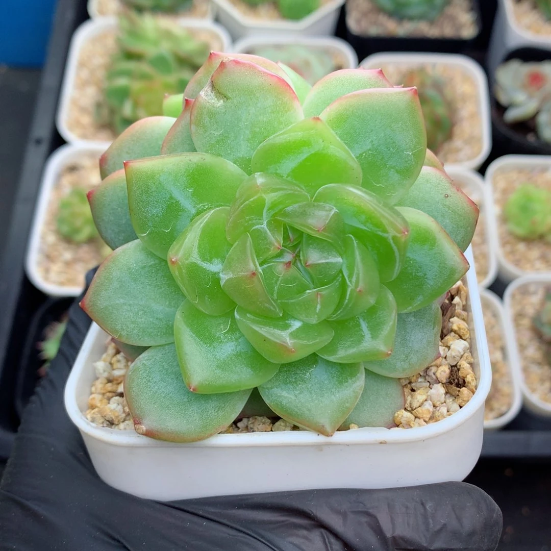 58包邮  群生不包整海洋之星94