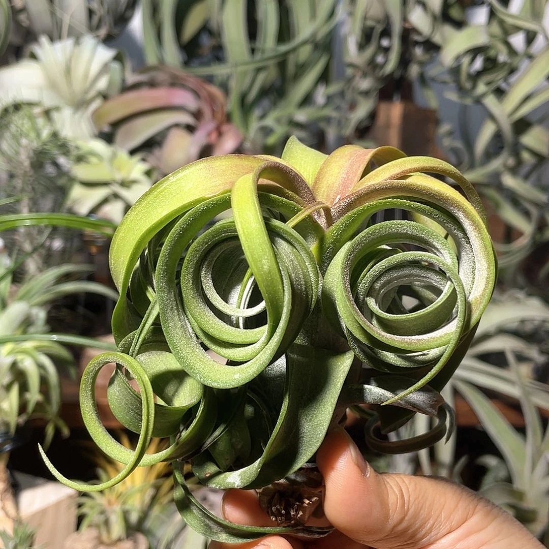 y***y双眼花卷空气凤梨