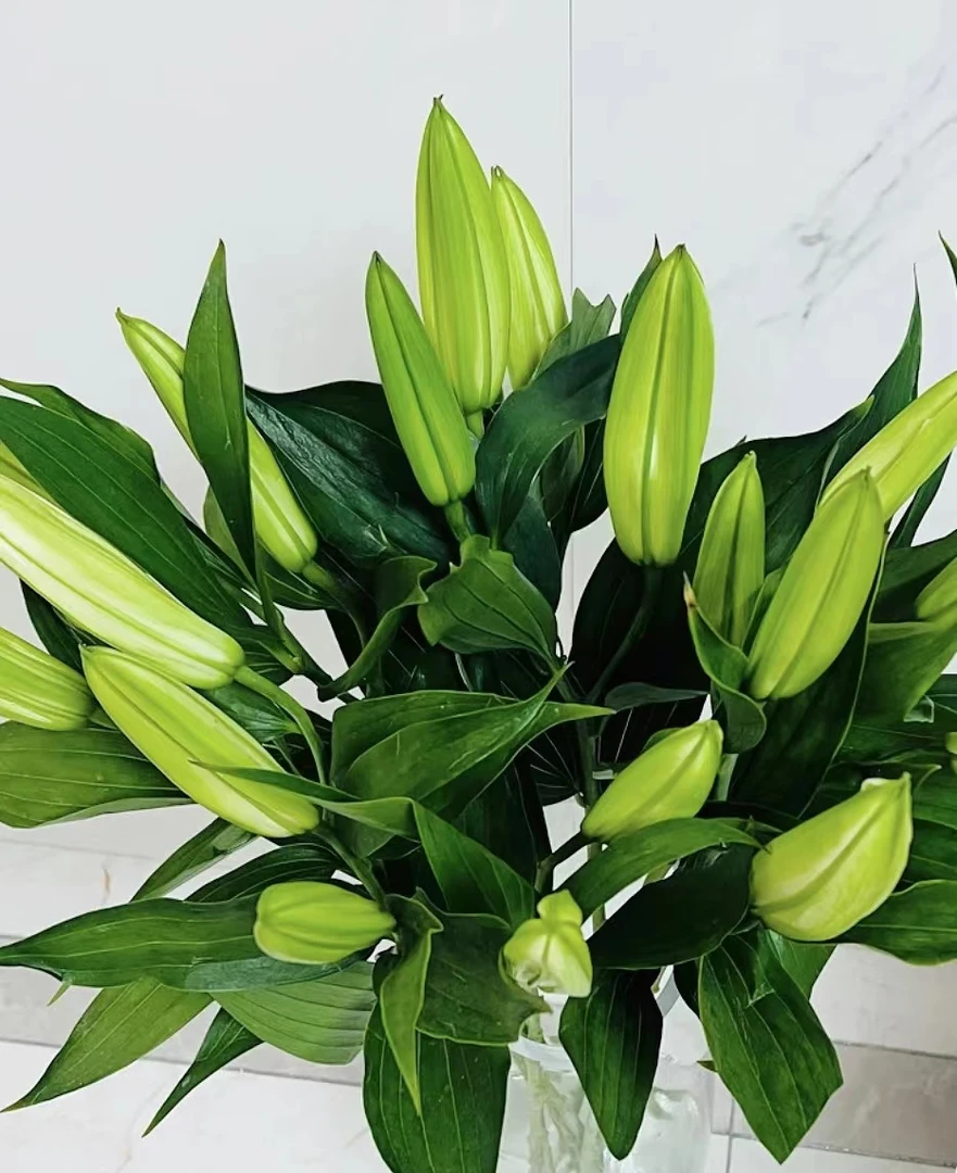 百合-云南鲜花基地发货 家用鲜切花 办公室水养