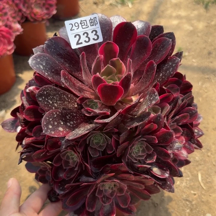 凤冠……多肉植物……