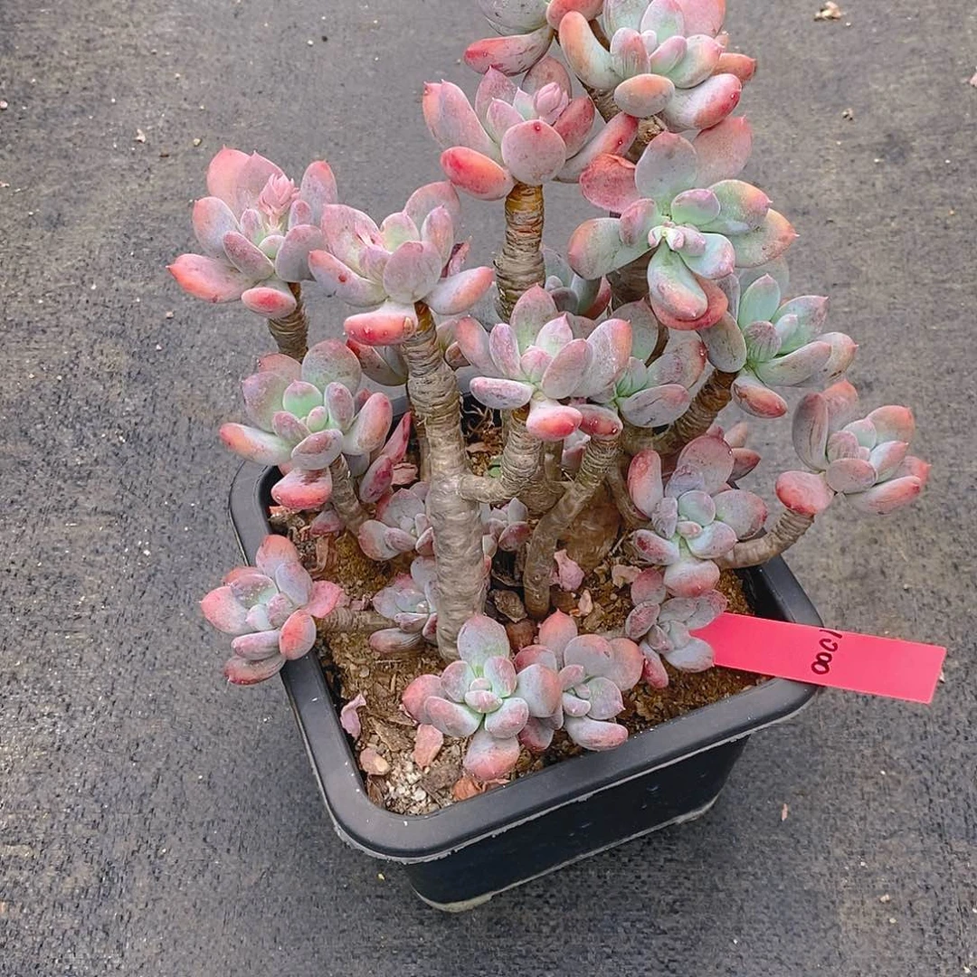 1000多肉植物老桩