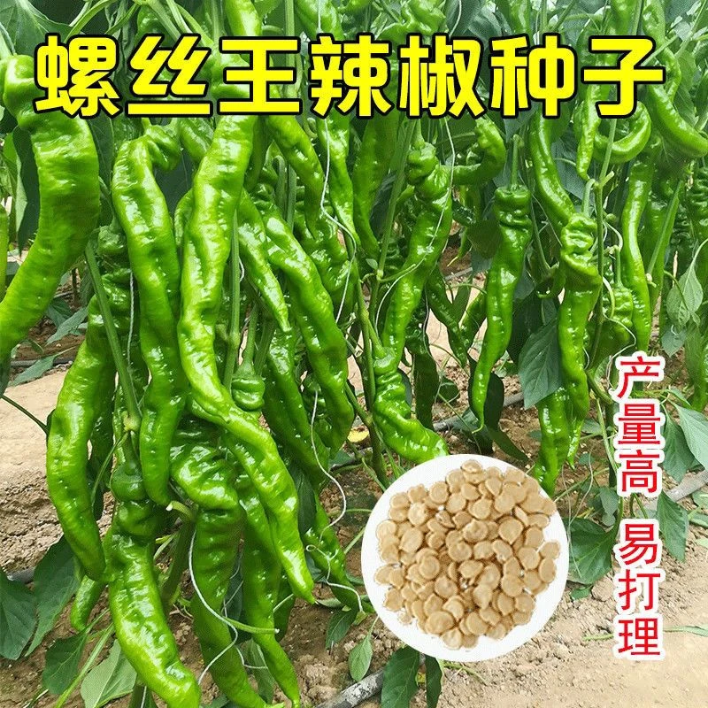 香辣螺丝椒种子特大辣椒种籽陇椒四季高产盆栽菜园蔬菜种子大全