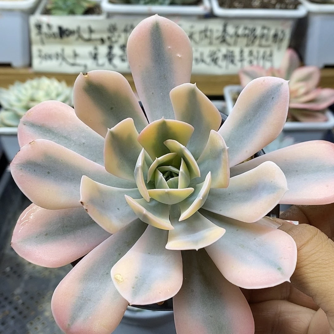 08162 鲁氏黄覆轮锦