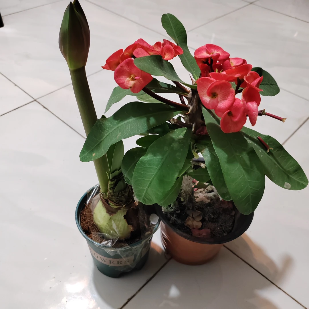 朱顶红，虎刺梅二盆包邮到家