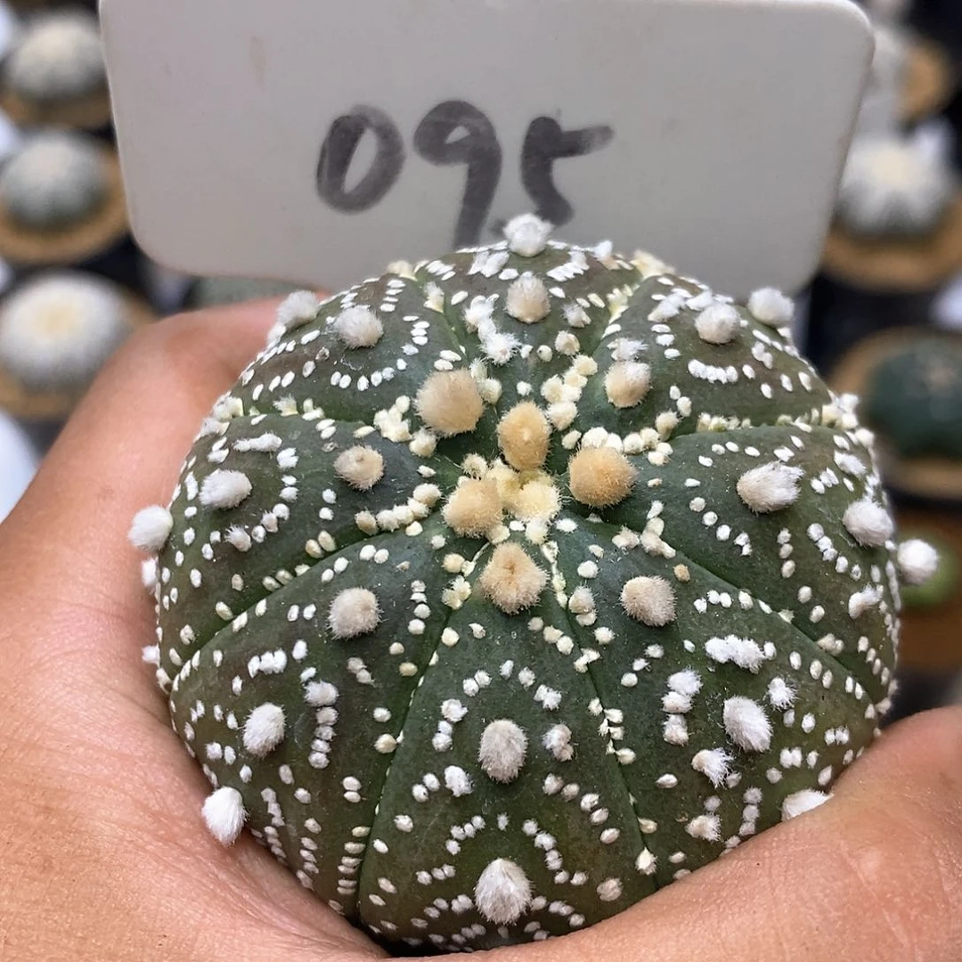 095福利特价咯花园tell