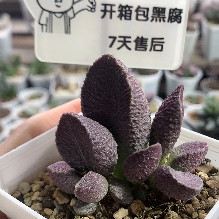 猪肝——专拍专拍专拍