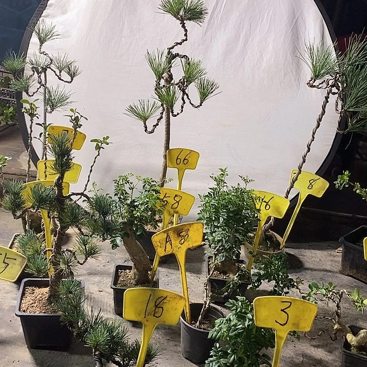 黑松，白蜡，五针松，黄杨