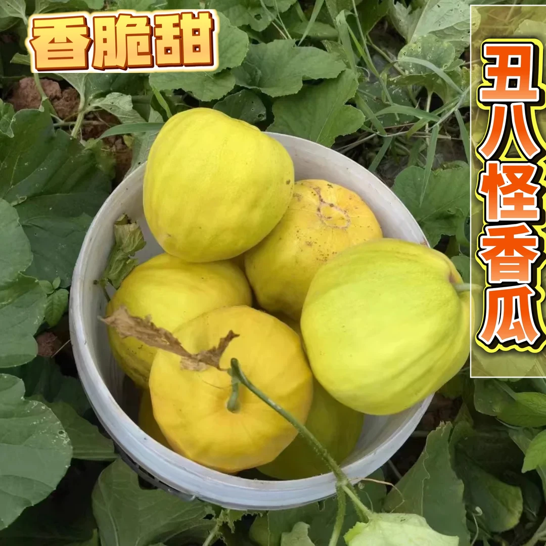【丑八怪香瓜】湖南麻阳本地香瓜甜瓜脆甜香3/5/8斤新鲜包邮发货