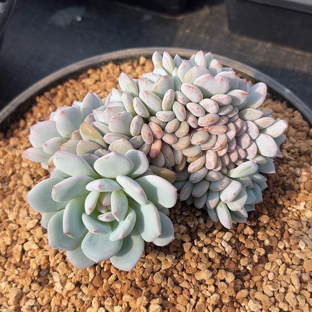 426-5星星橙朵朵缀