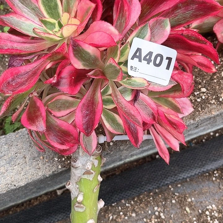 林*404魅影法师植物多肉