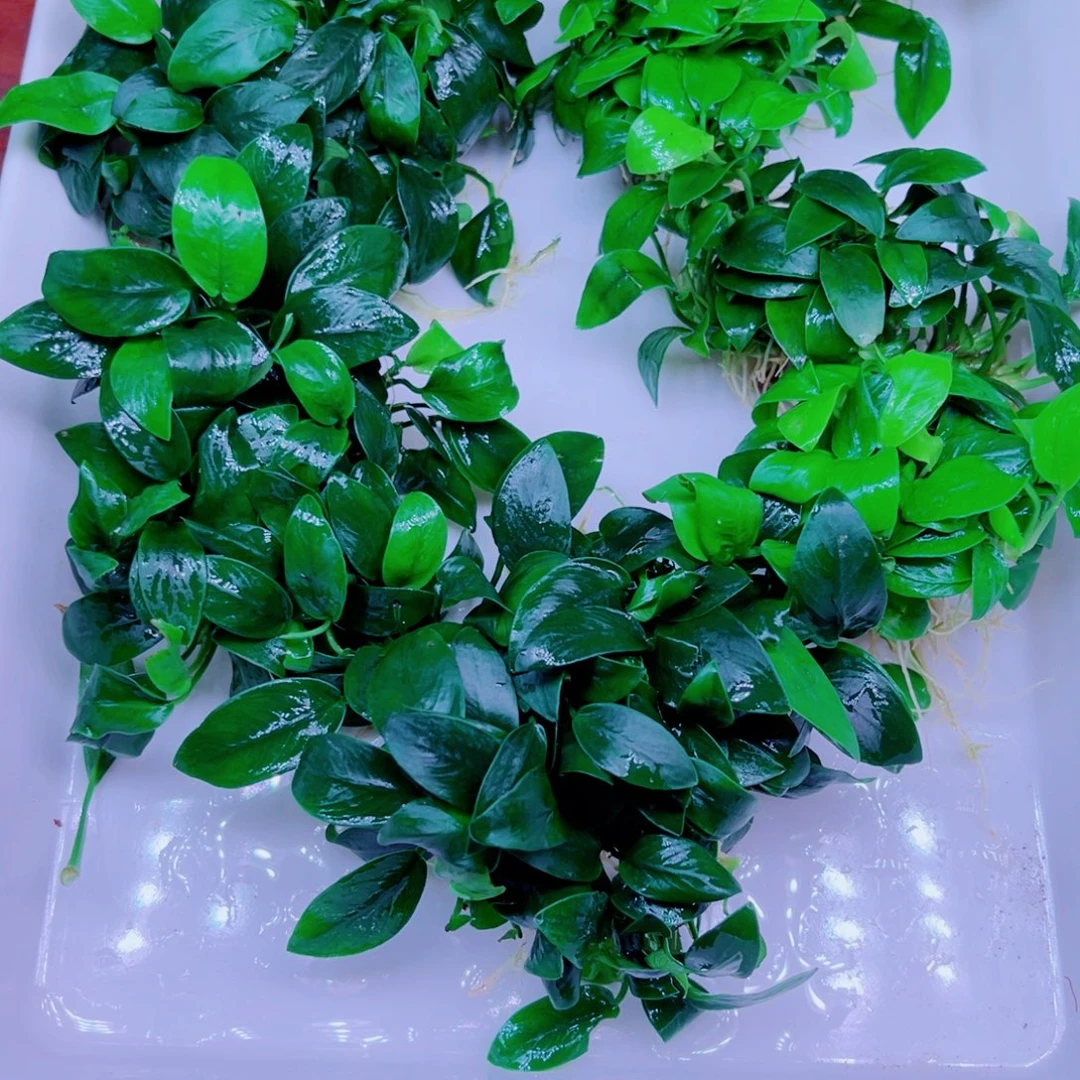自***&美小呆哇塞套餐一份