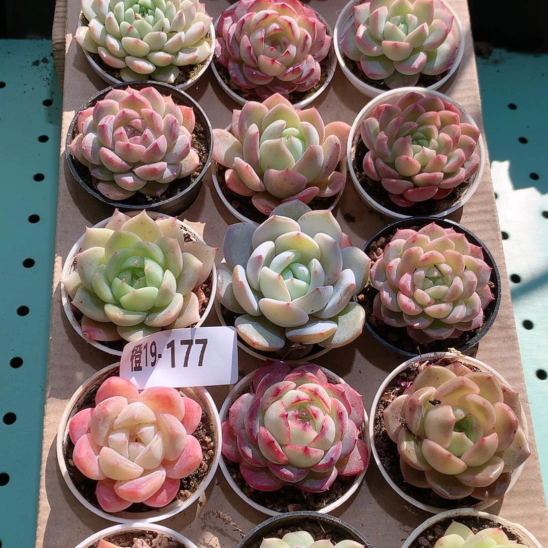 19-177一物一拍带盆18颗。