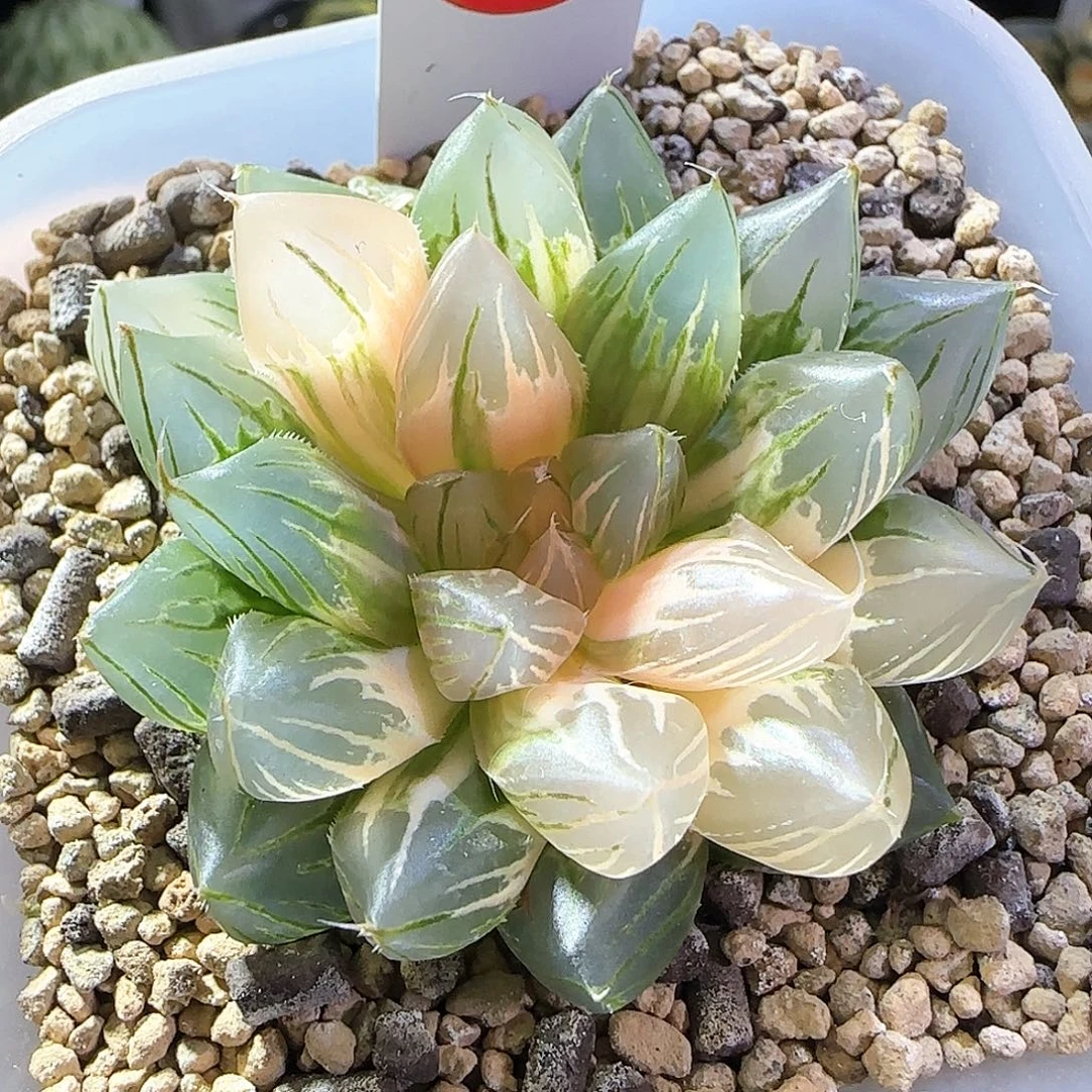 137号霓虹灯一物一拍带盆土
