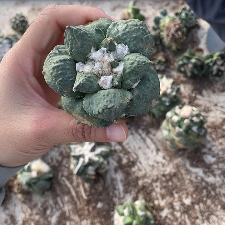 青瓷怒杂瑕疵特价不退换