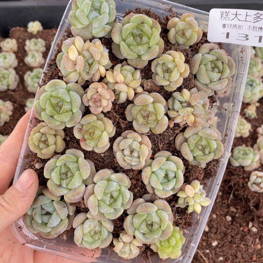 糕大上多肉植物131