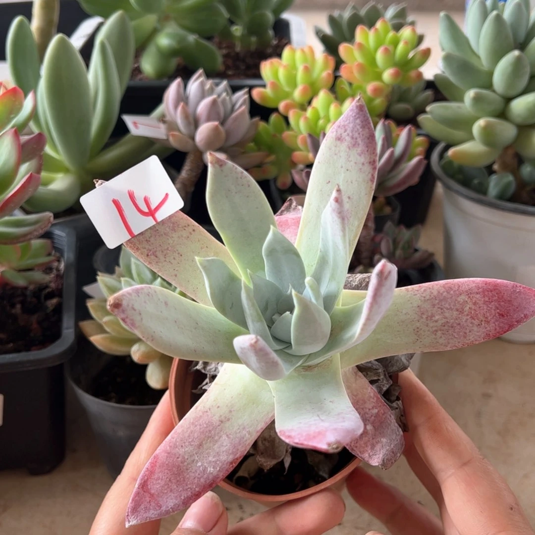 【闪购商品】雪山。 14。11111111