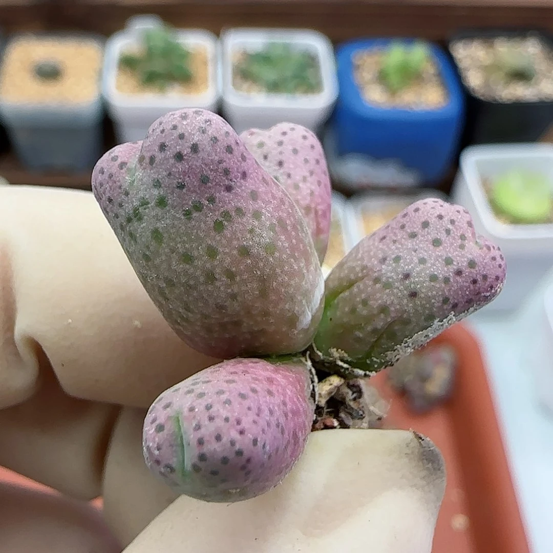 751园艺优选红斑马