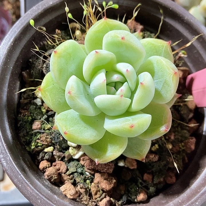 多肉雪花珍妮1428