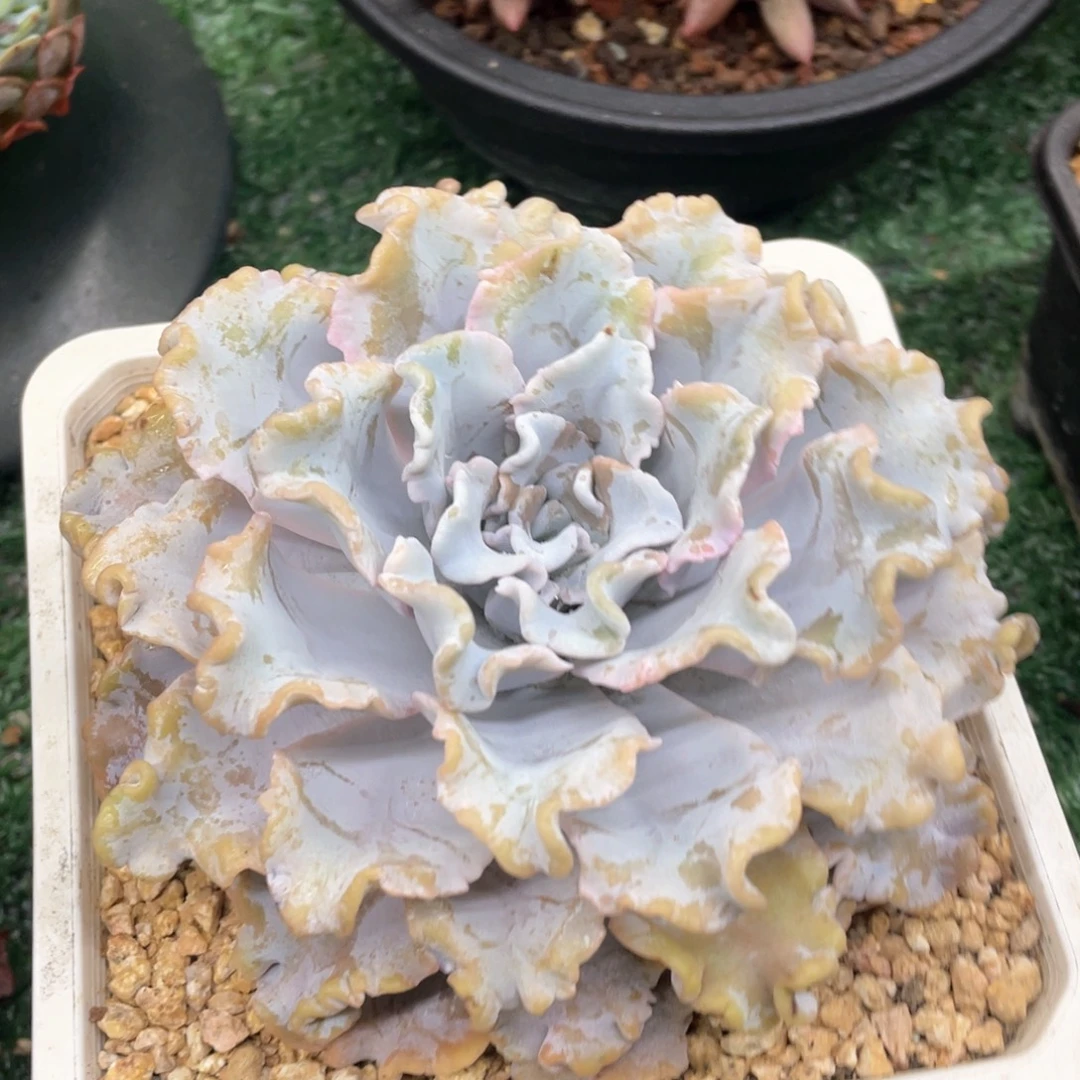 芭蕾舞者一物一拍28包邮非偏远