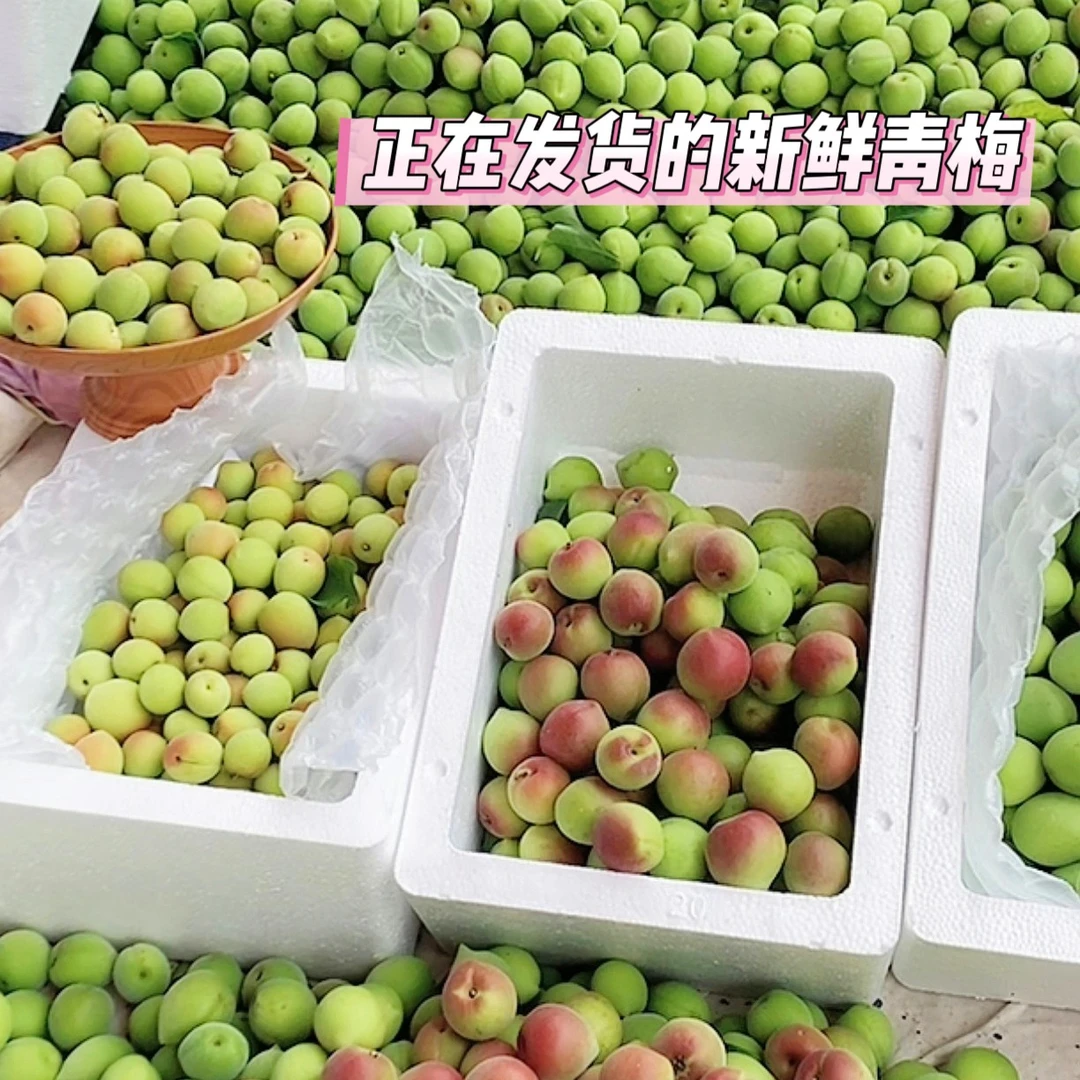 【诏安青梅】新鲜精选青梅胭脂鲜果梅小白梅精选果泡酒酵素梅露