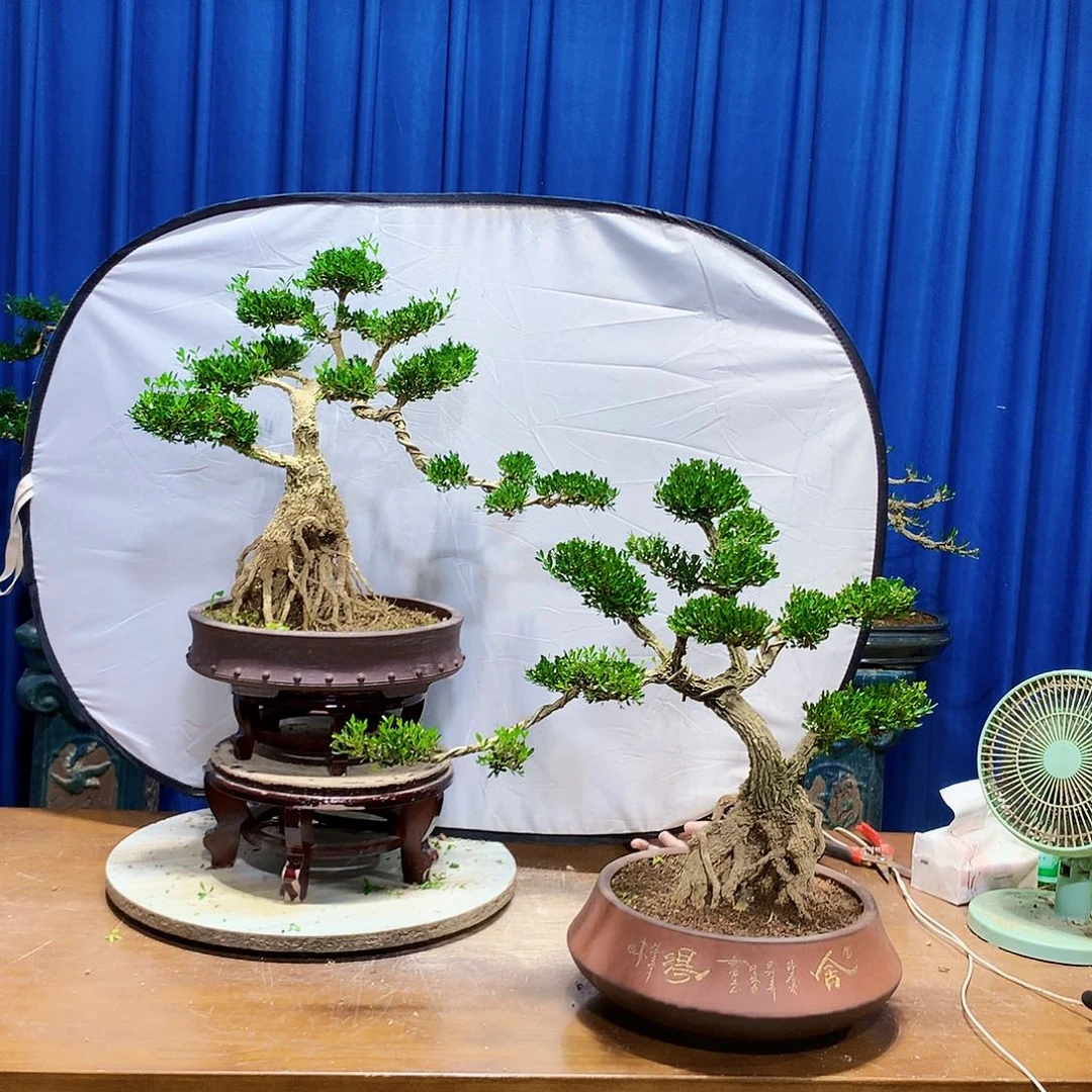 海***g无花朵黄杨盆景一物一拍