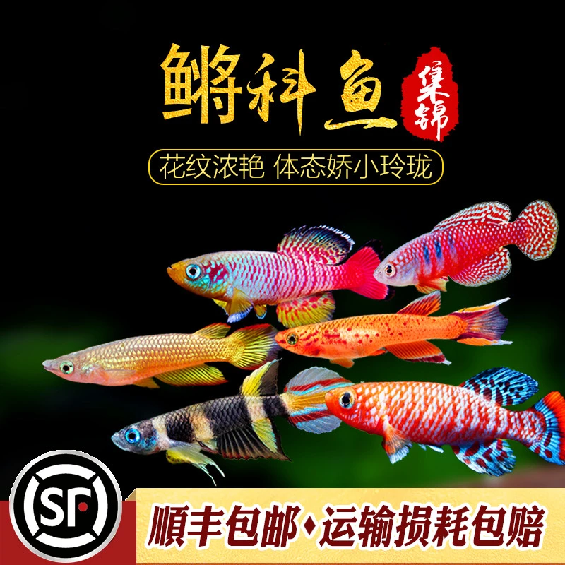 鳉鱼合集淡水观赏鱼鳉科鱼漂亮七彩珍珠桂系青鳉火焰斑节鳉活体