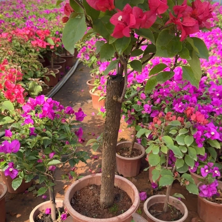 完全开放同安红三角梅