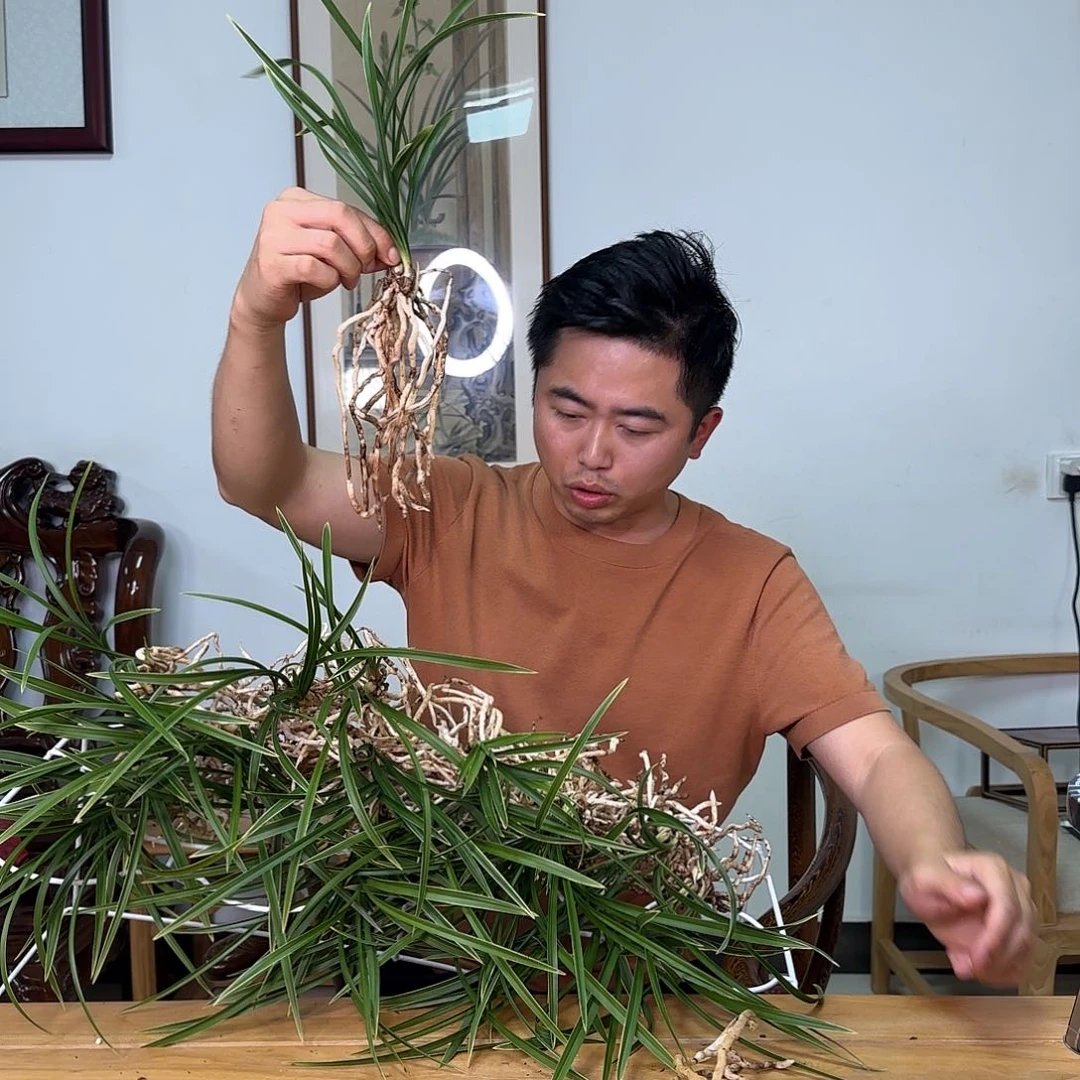 无花朵春兰七彩新昌三苗带芽