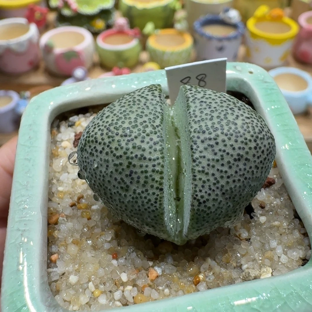 蘑菇1228帝玉多肉植物