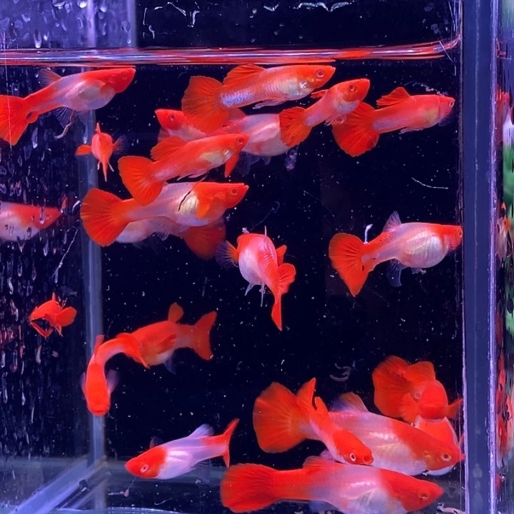 孔雀鱼红头20条孔雀