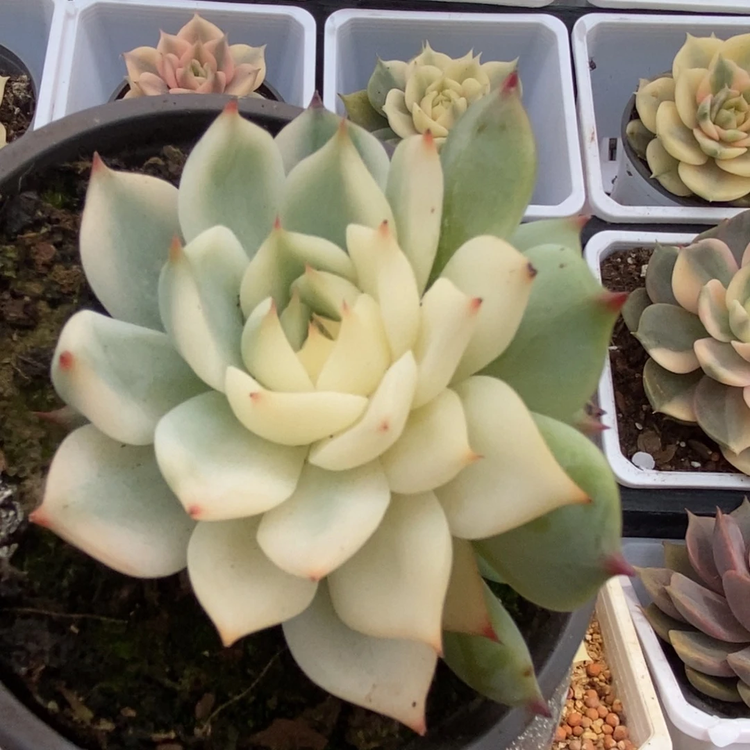 559锦锦锦锦锦锦锦锦