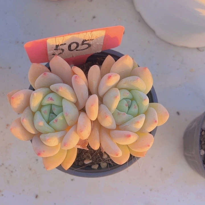 健健康康平平安安