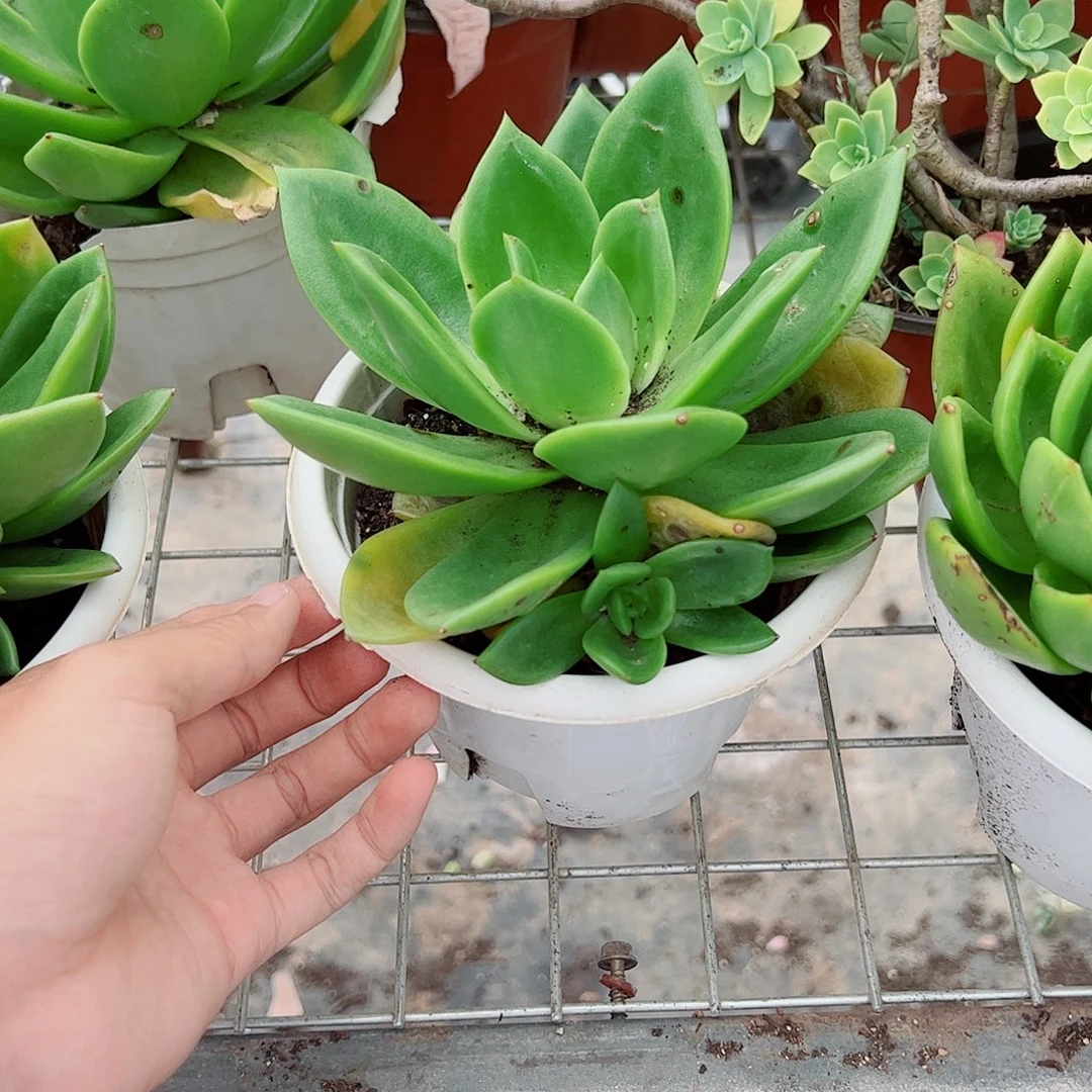 翠花大单头精品特价