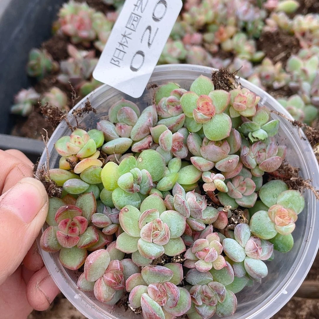多肉植物多肉植物20