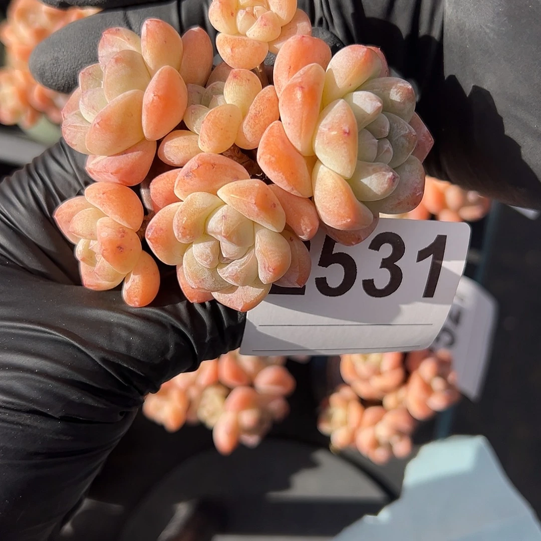 芭***比2531，六头冰玉带盆的