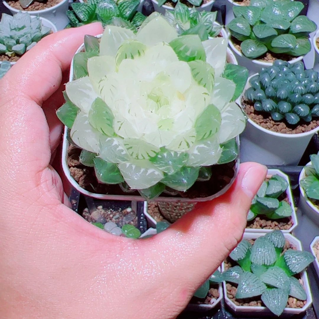 白莲花玉露【满18包邮】