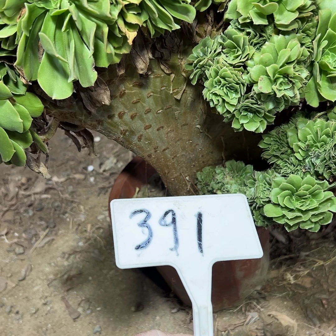 多肉植物绿羊绒缀花391