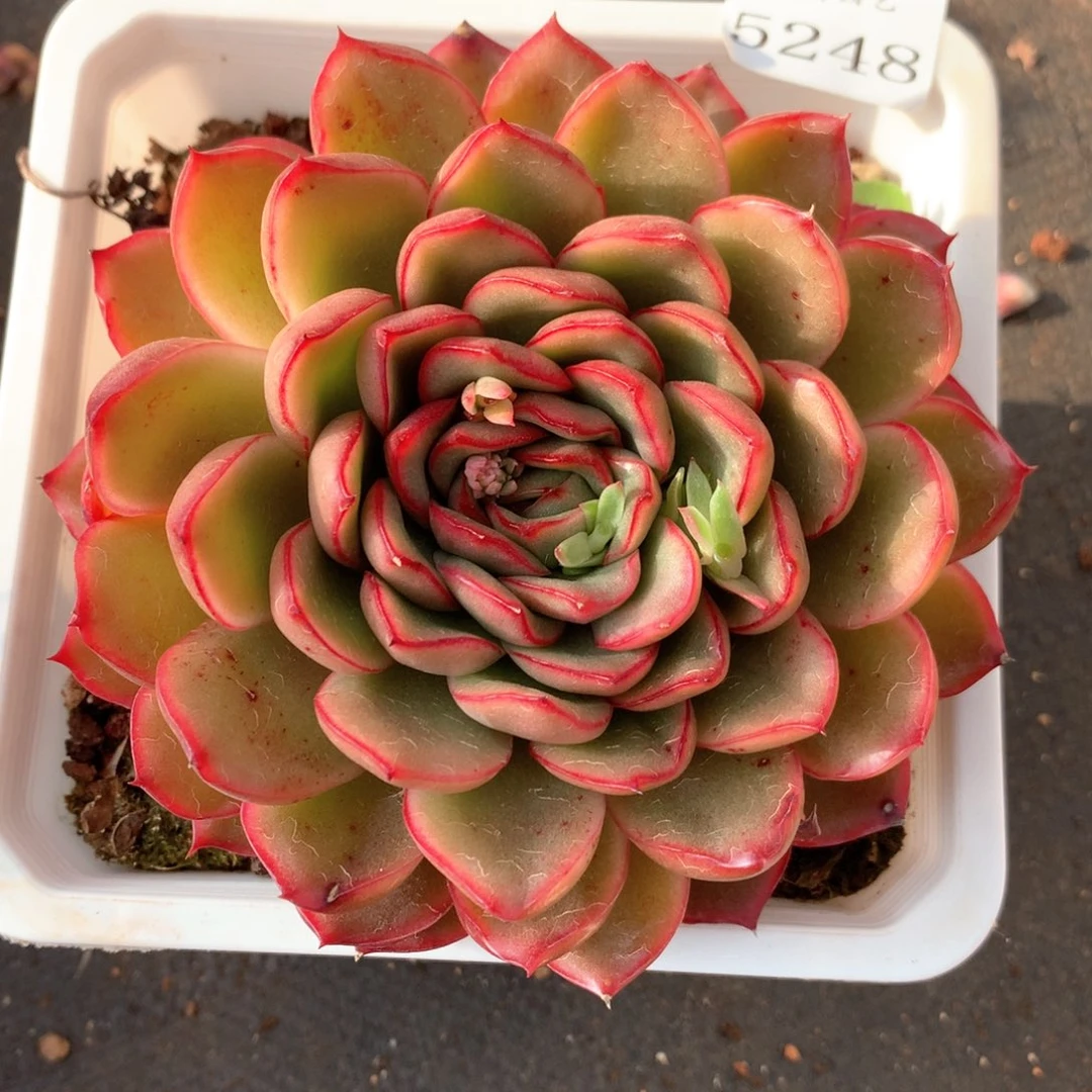 5248杂交多肉植物基地