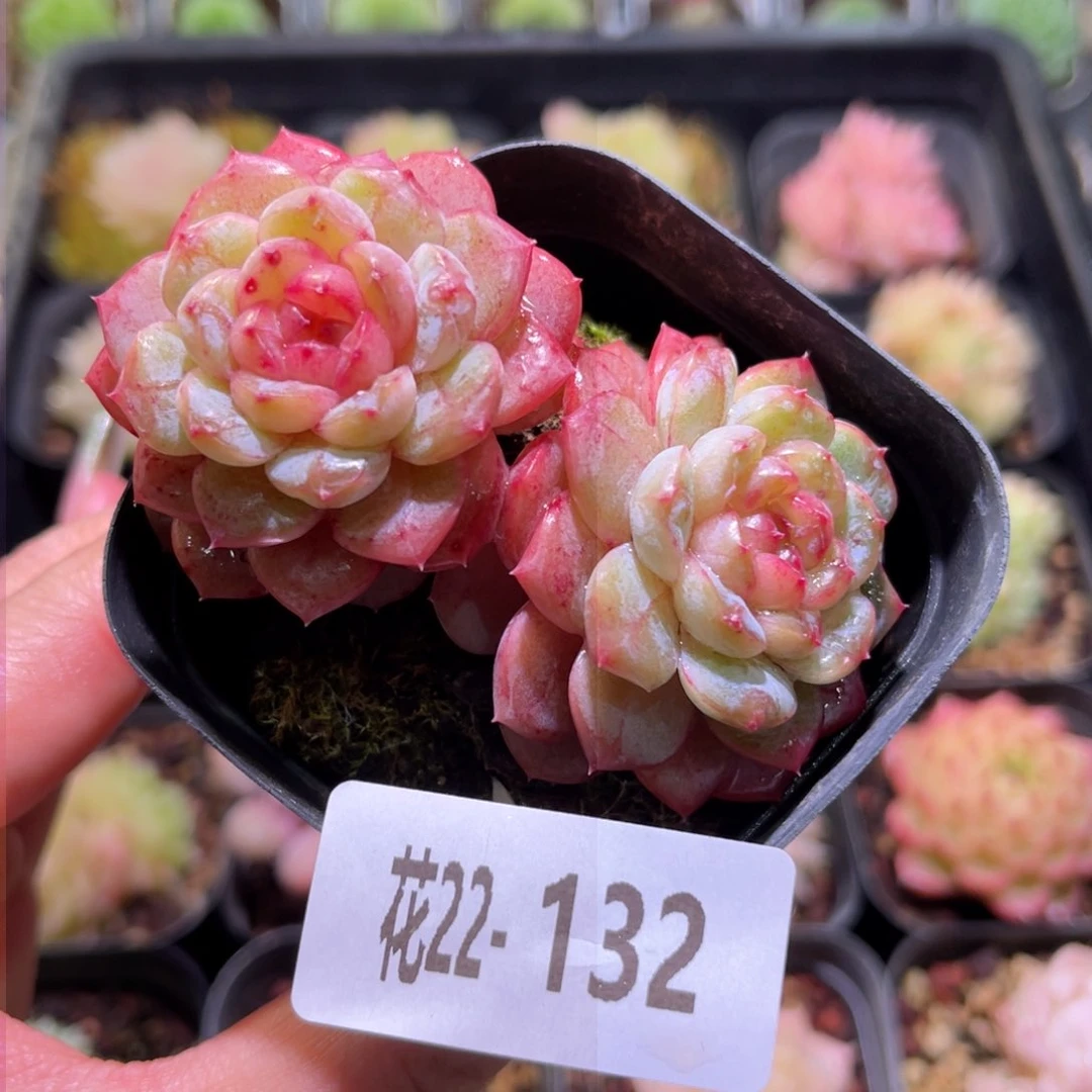 花利美22-132雪颜玉