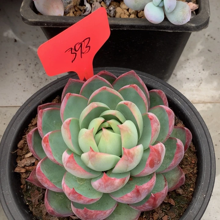 读肉皮学会73737373773