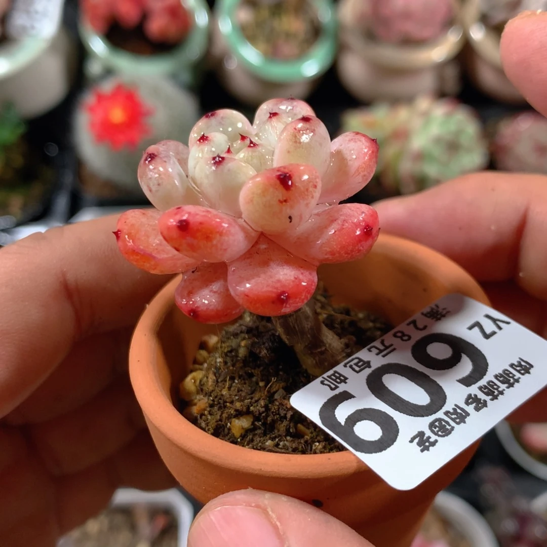 5CM拇指盆精控多肉YZ609