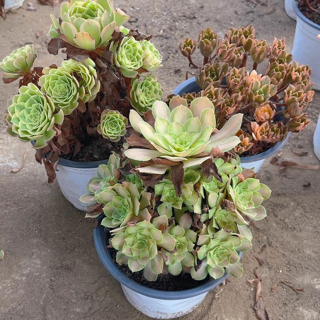 甜茶奶白韶华多肉植物