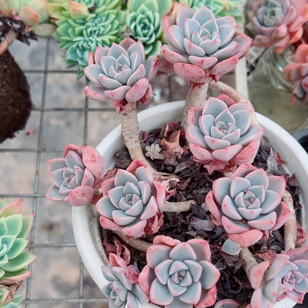 红粉佳人多头造型精品特价