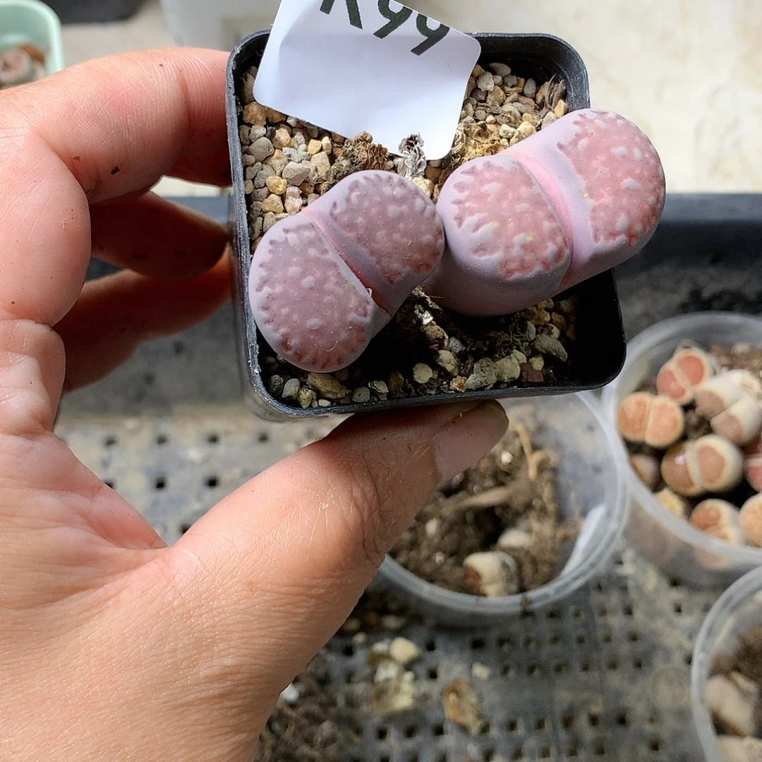 肖*子K99多肉植物保护