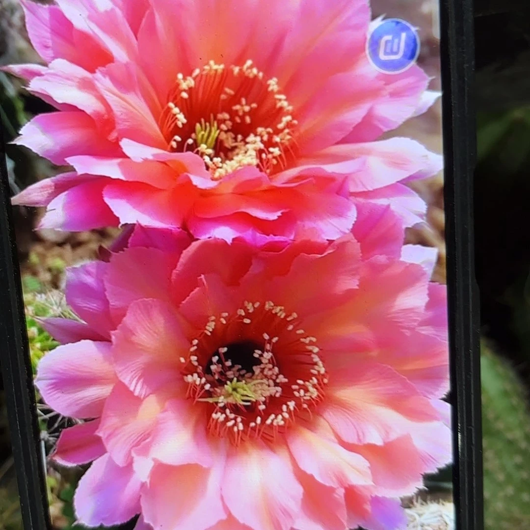 爱慕彩侧牙20包邮20