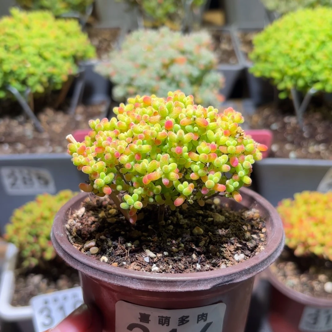 枝干番杏密橘糖球316