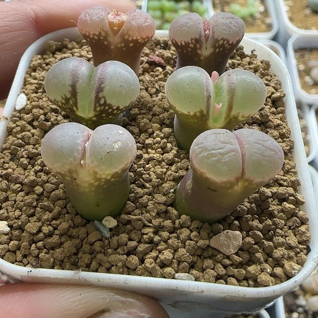 301日本原株大型红风铃6颗裸根