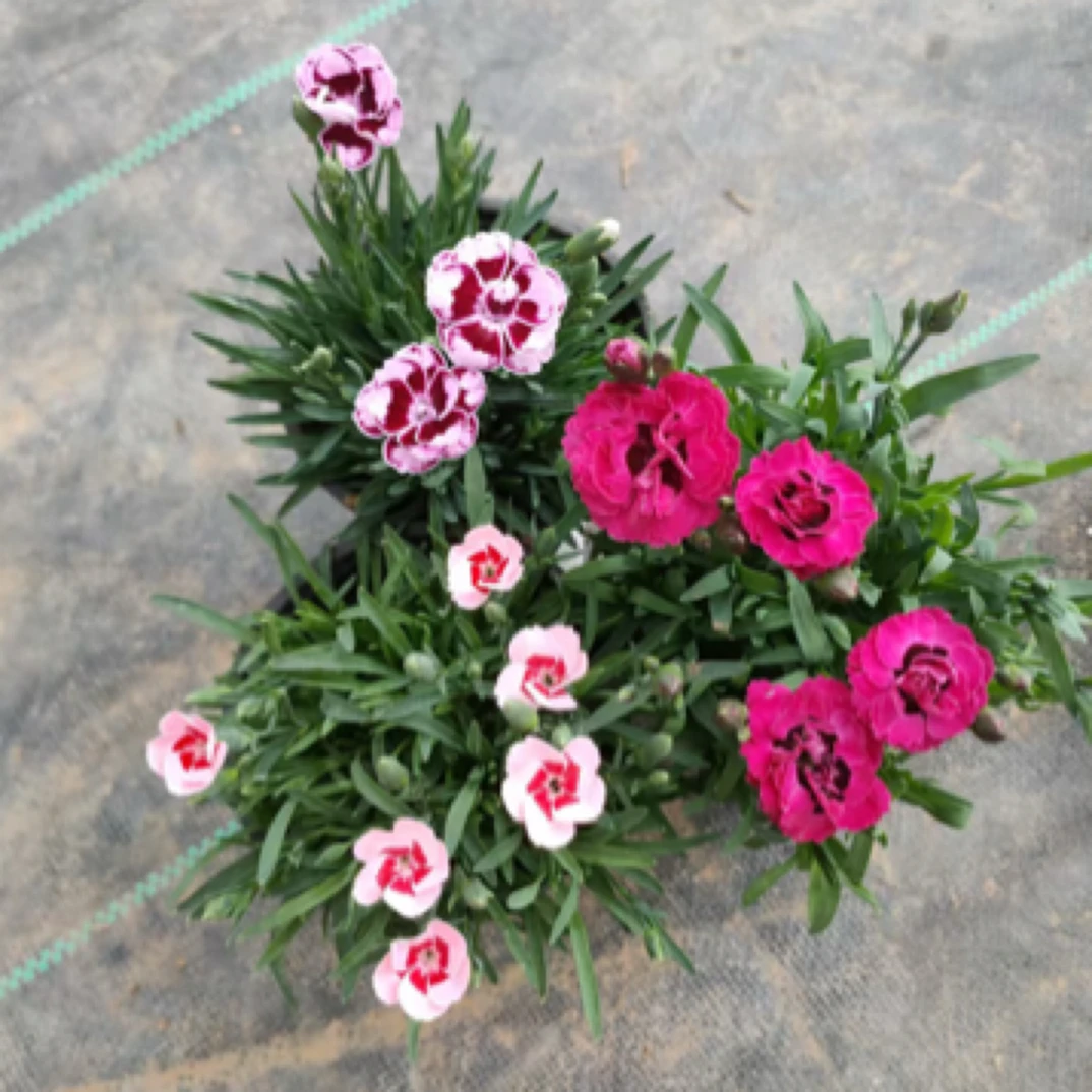 石竹花（3个颜色混色6盆）耐寒耐热耐晒盆栽地栽花卉