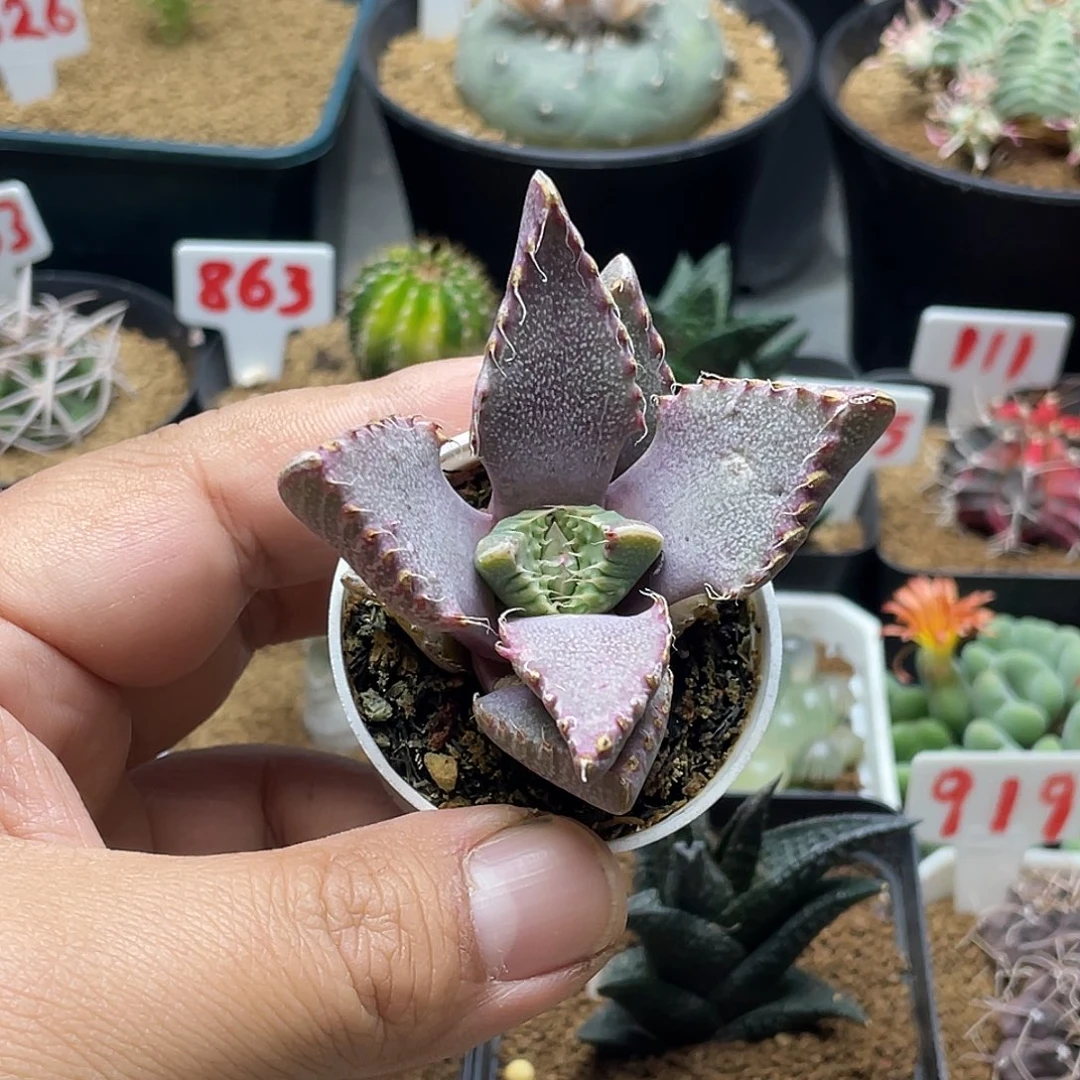 实生怒涛 脱土包邮