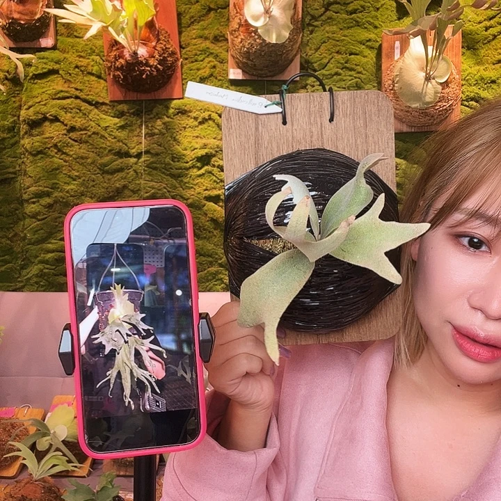 不开花植物yot 美杜莎 侧